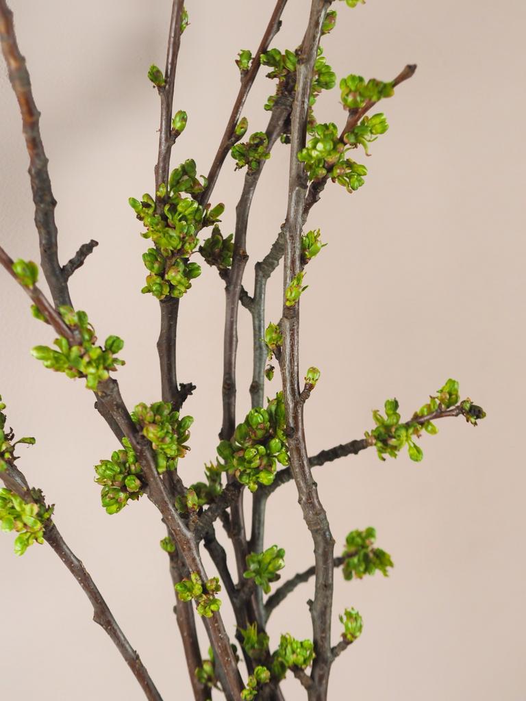 Цветущие ветки черешни