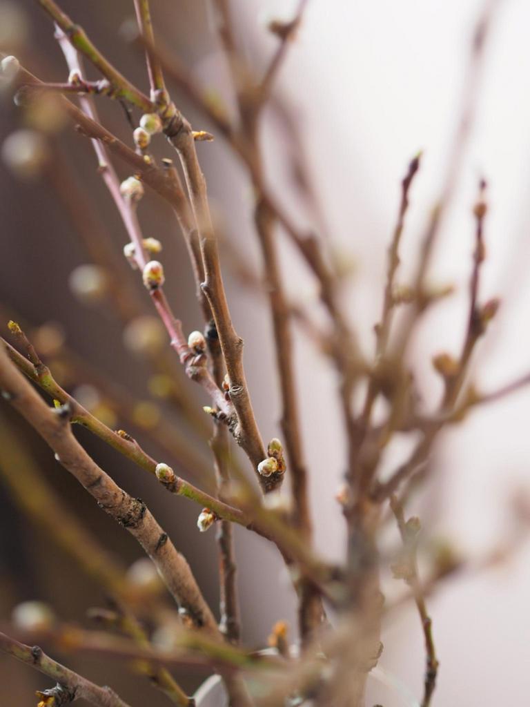 Цветущие ветки прунуса