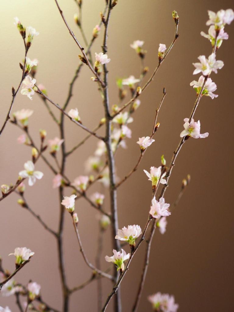 Ветки сакуры японской