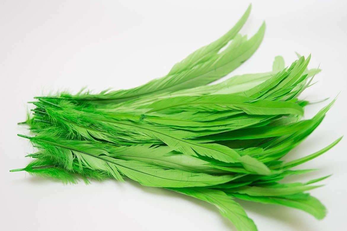 перья, перья птиц, перья для декора, перья для украшений, перья для шляп, перья для вуалеток, купить перья, купить перьяперья, перья птиц, перья для декора, перья для украшений, перья для шляп, перья для вуалеток, купить перья, купить перья спб, перья для отделки, перья для бижутерии, длинные перья,  зеленые перья, окрашенные перья