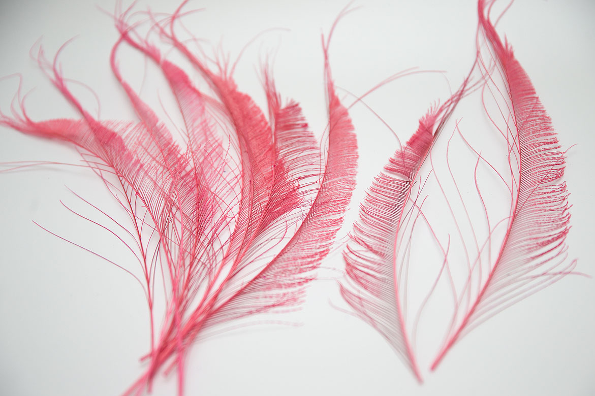 розовый, розовые перья, перья, перья птиц, перья для декора, перья для украшений, перья для отделки, перья для шляп, перья для шитья, перья павлина, павлин, перо павлина, купить перья, купить перья павлина, материалы для творчества, купить перья спб, материалы для украшений, материалы для шитья, материалы для шляп, перья натуральные, перья длинные , перья декоративные, перо павлина меч, перья окрашенные