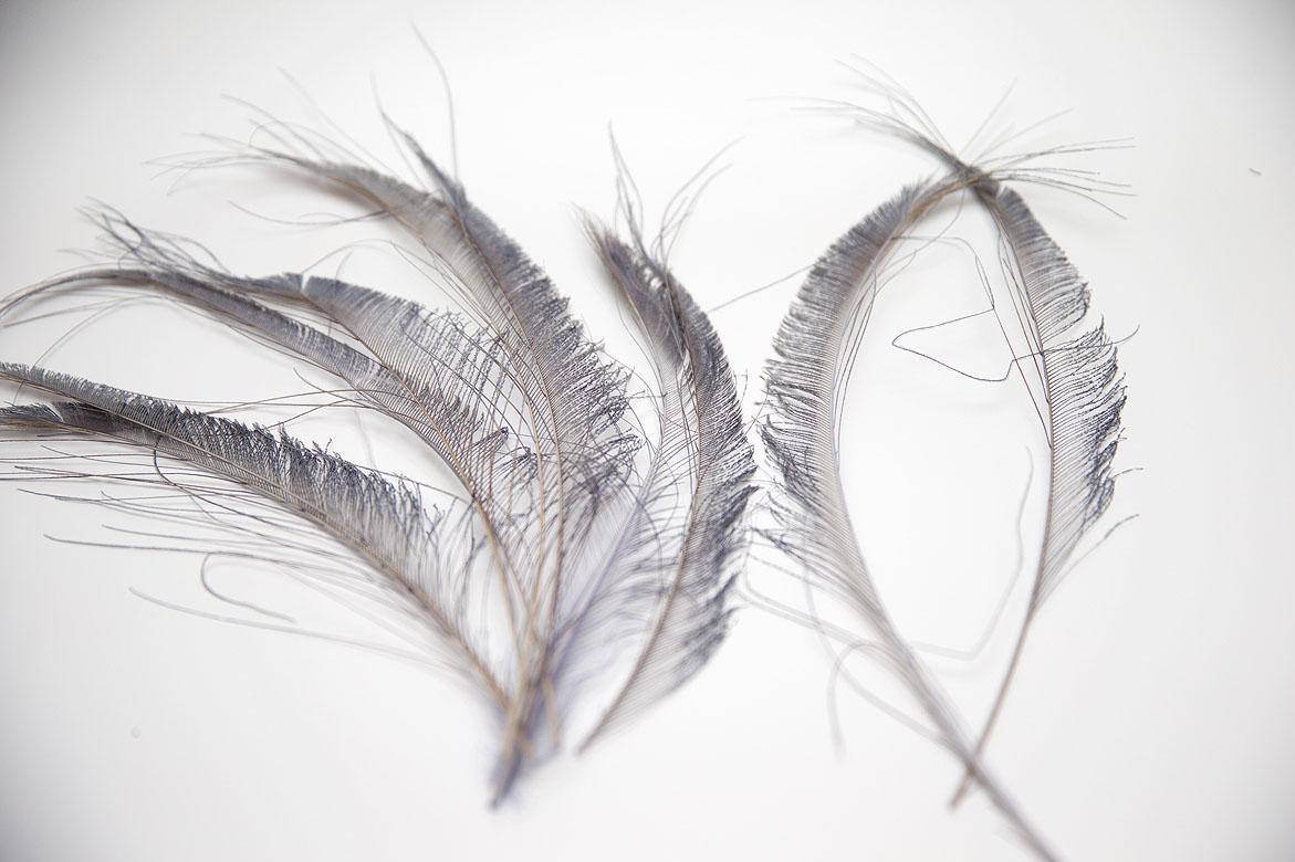 серый, серые перья, перья, перья птиц, перья для декора, перья для украшений, перья для отделки, перья для шляп, перья для шитья, перья павлина, павлин, перо павлина, купить перья, купить перья павлина, материалы для творчества, купить перья спб, материалы для украшений, материалы для шитья, материалы для шляп, перья натуральные, перья длинные , перья декоративные, перо павлина меч, перья окрашенные