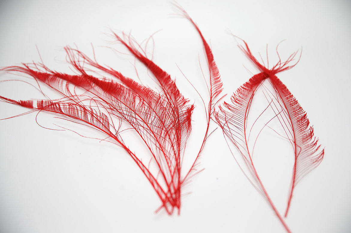 красный, красные перья, перья, перья птиц, перья для декора, перья для украшений, перья для отделки, перья для шляп, перья для шитья, перья павлина, павлин, перо павлина, купить перья, купить перья павлина, материалы для творчества, купить перья спб, материалы для украшений, материалы для шитья, материалы для шляп, перья натуральные, перья длинные , перья декоративные, перо павлина меч, перья окрашенные