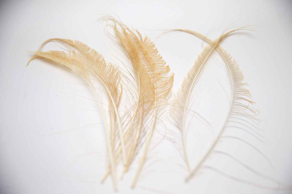 айвори, бежевые перья, перья, перья птиц, перья для декора, перья для украшений, перья для отделки, перья для шляп, перья для шитья, перья павлина, павлин, перо павлина, купить перья, купить перья павлина, материалы для творчества, купить перья спб, материалы для украшений, материалы для шитья, материалы для шляп, перья натуральные, перья длинные , перья декоративные, перо павлина меч, перья окрашенные