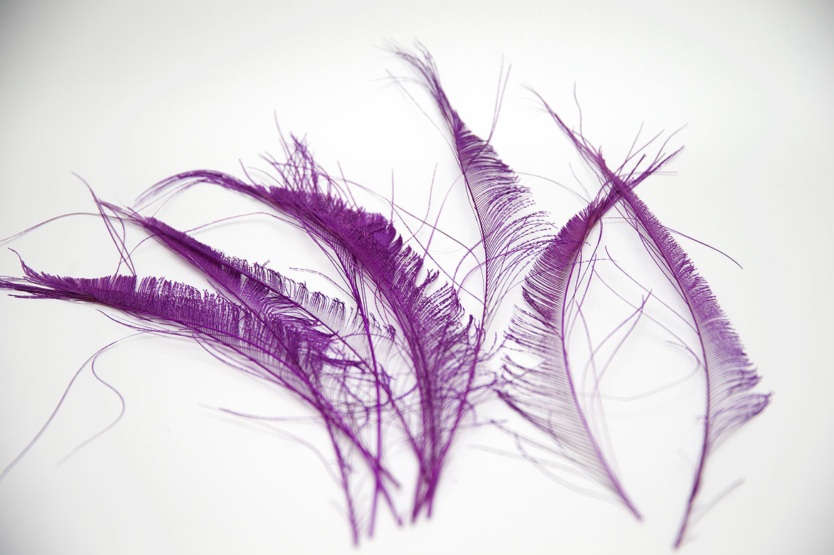 фиолетовый, фиолетовые перья, перья, перья птиц, перья для декора, перья для украшений, перья для отделки, перья для шляп, перья для шитья, перья павлина, павлин, перо павлина, купить перья, купить перья павлина, материалы для творчества, купить перья спб, материалы для украшений, материалы для шитья, материалы для шляп, перья натуральные, перья длинные , перья декоративные, перо павлина меч, перья окрашенные
