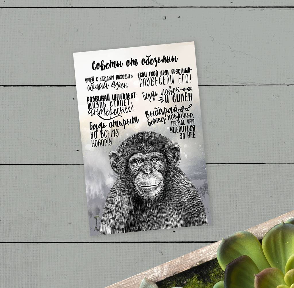 Советы от обезьяны - открытка