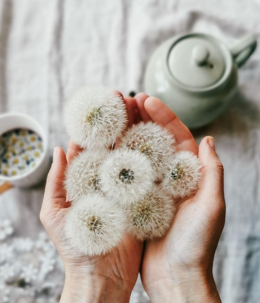 Набор сухоцветов (одуванчики)