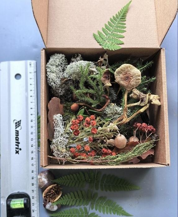 Набор сухоцветов (лес)