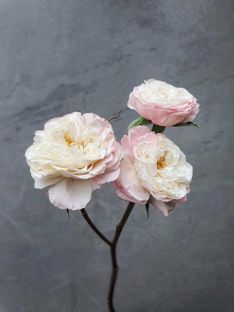 Стабилизация стеблей и установка роз на стебли