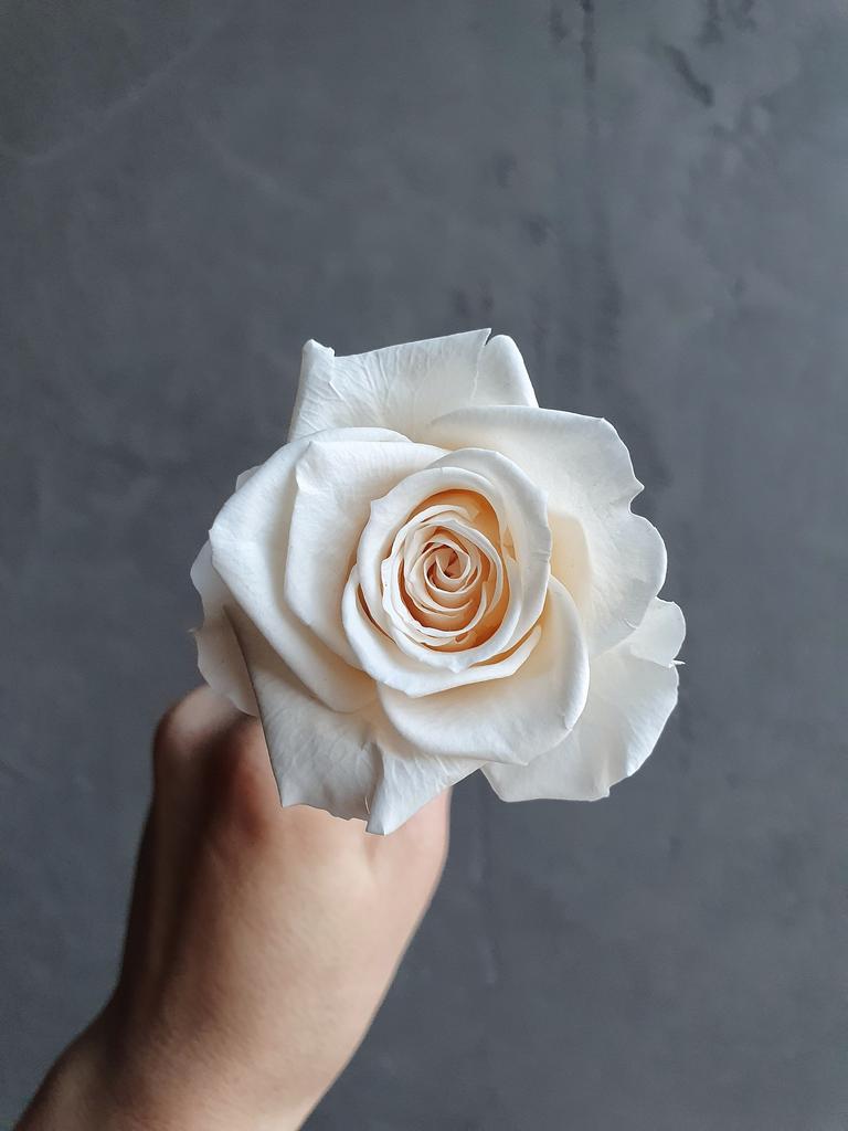 Раскрытие стабилизированной розы