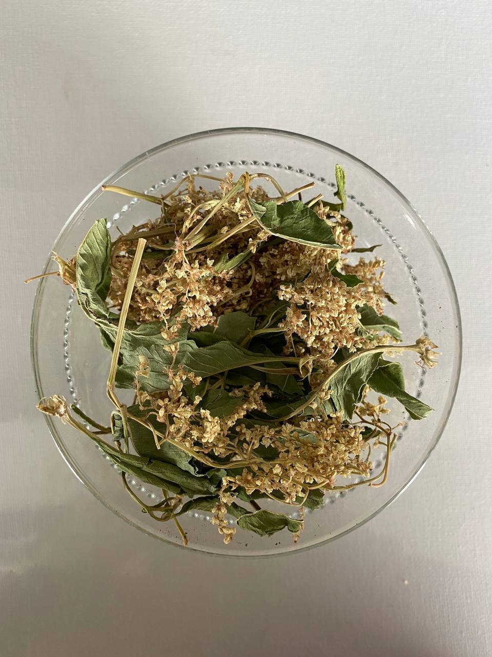 Альпийская гречиха (таран-трава)