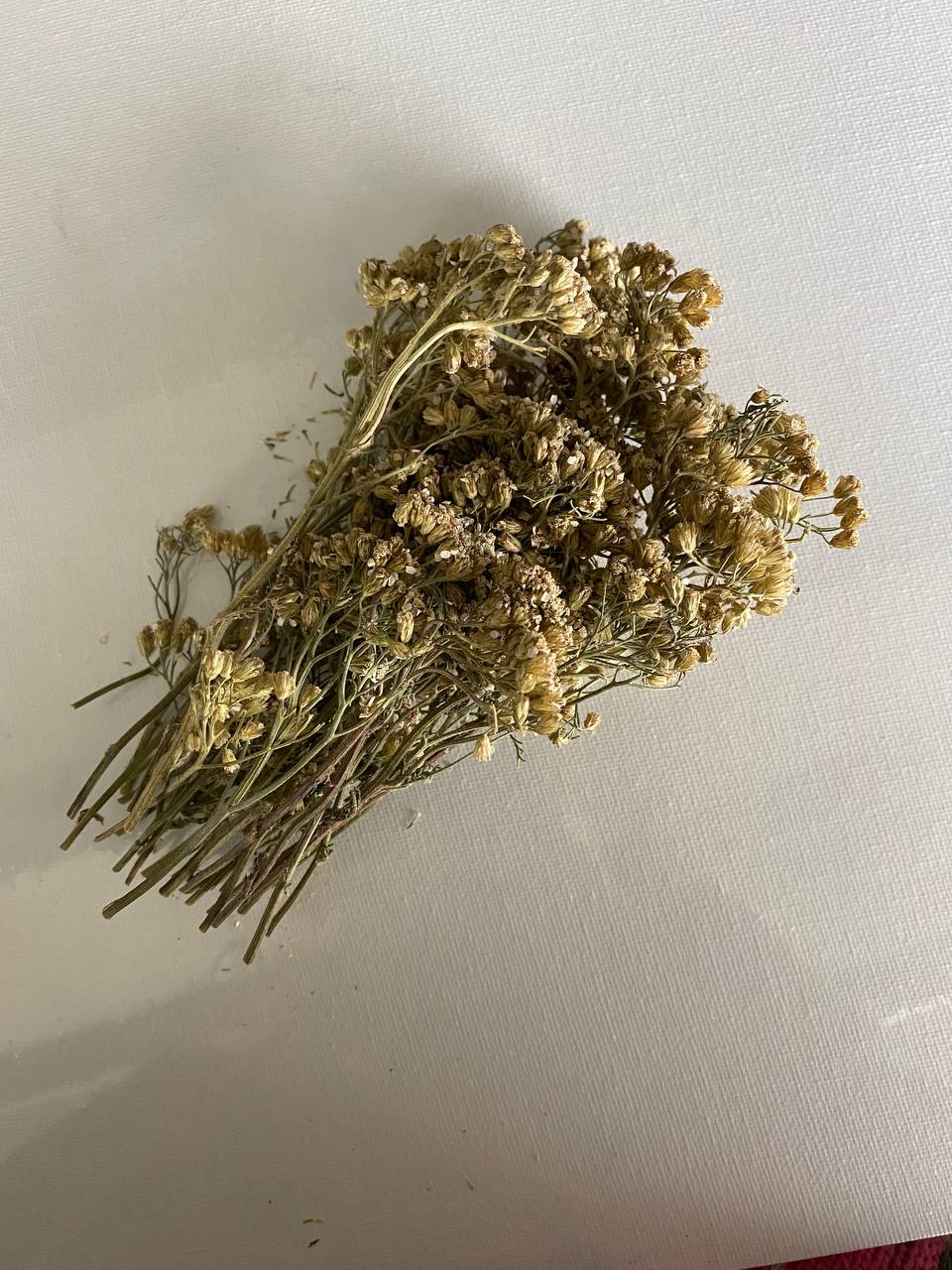 Тысячелистник обыкновенный