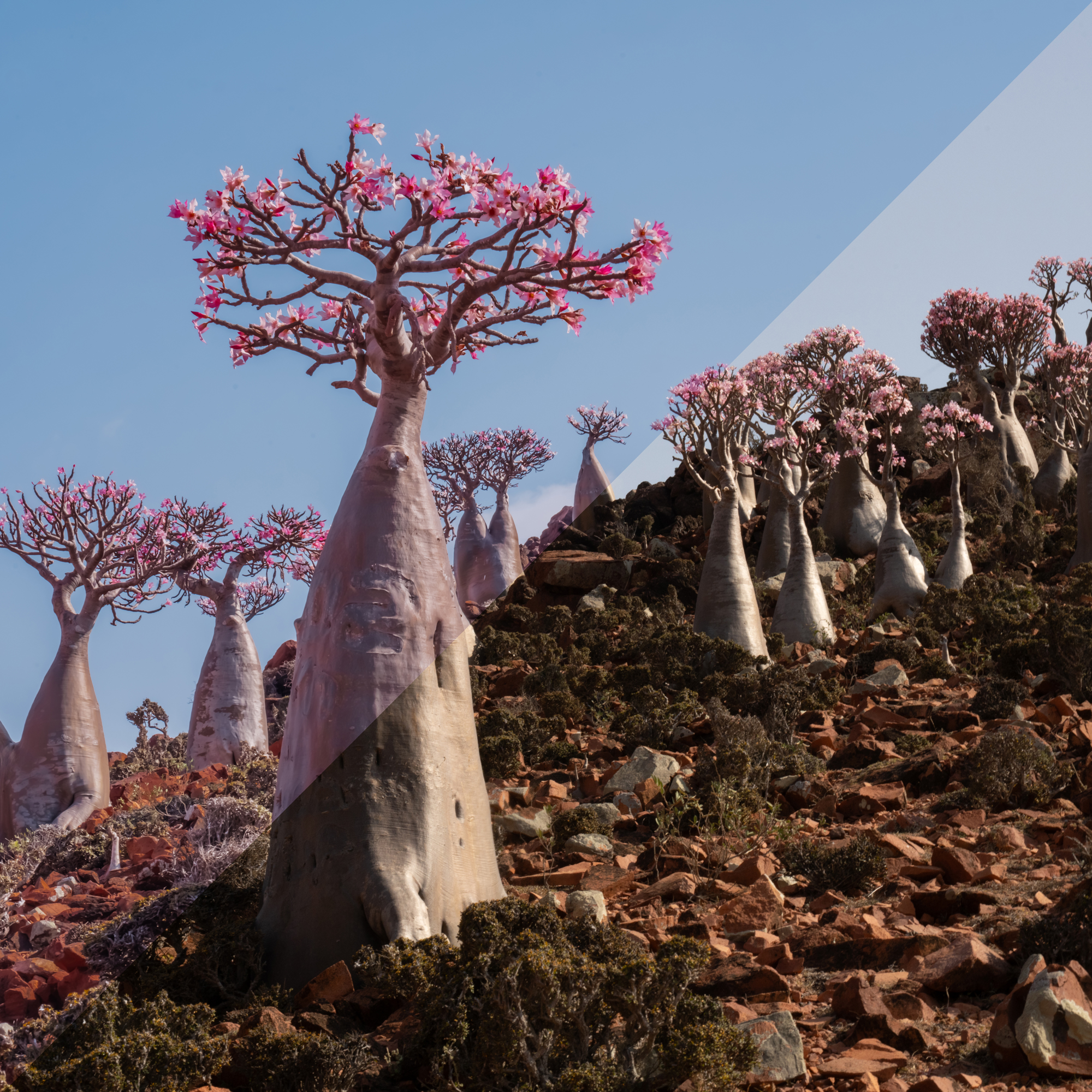 SOCOTRA - Пресеты мобильные и Лайтрум с моим цветом для обработки фотографий // Mobile and Lightroom presets with my color for photo editing - copy