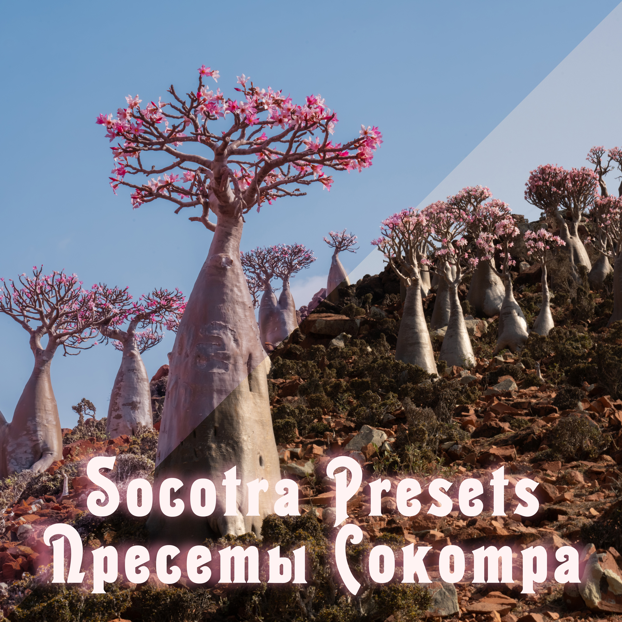 SOCOTRA - Пресеты мобильные и Лайтрум с моим цветом для обработки фотографий // Mobile and Lightroom presets with my color for photo editing - copy