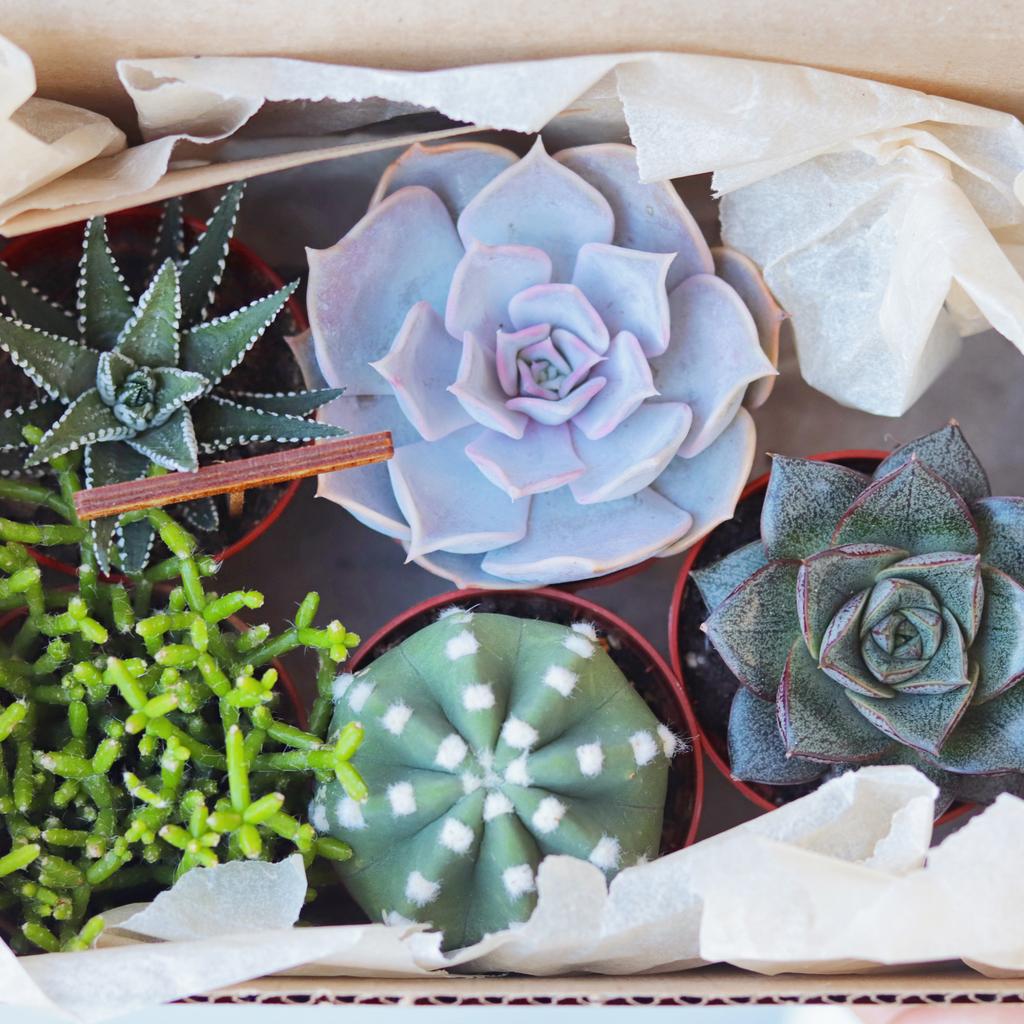 Набор S из 5 суккулентов