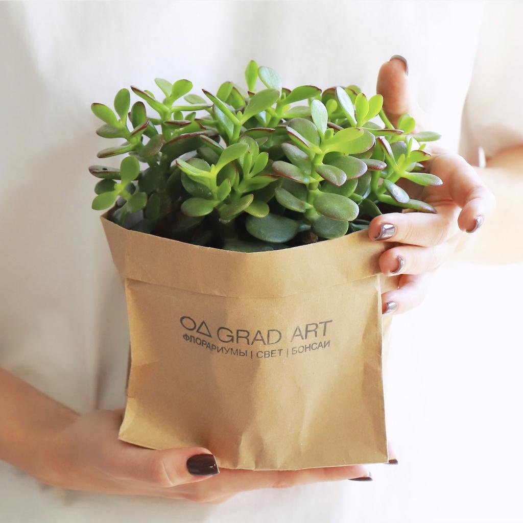 Крассула Минор L