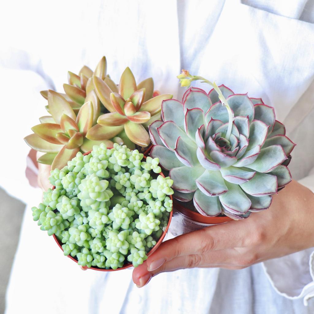 Набор M из 3 больших суккулентов