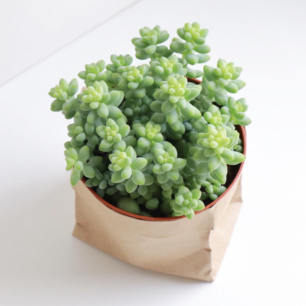 Седум Буррито M