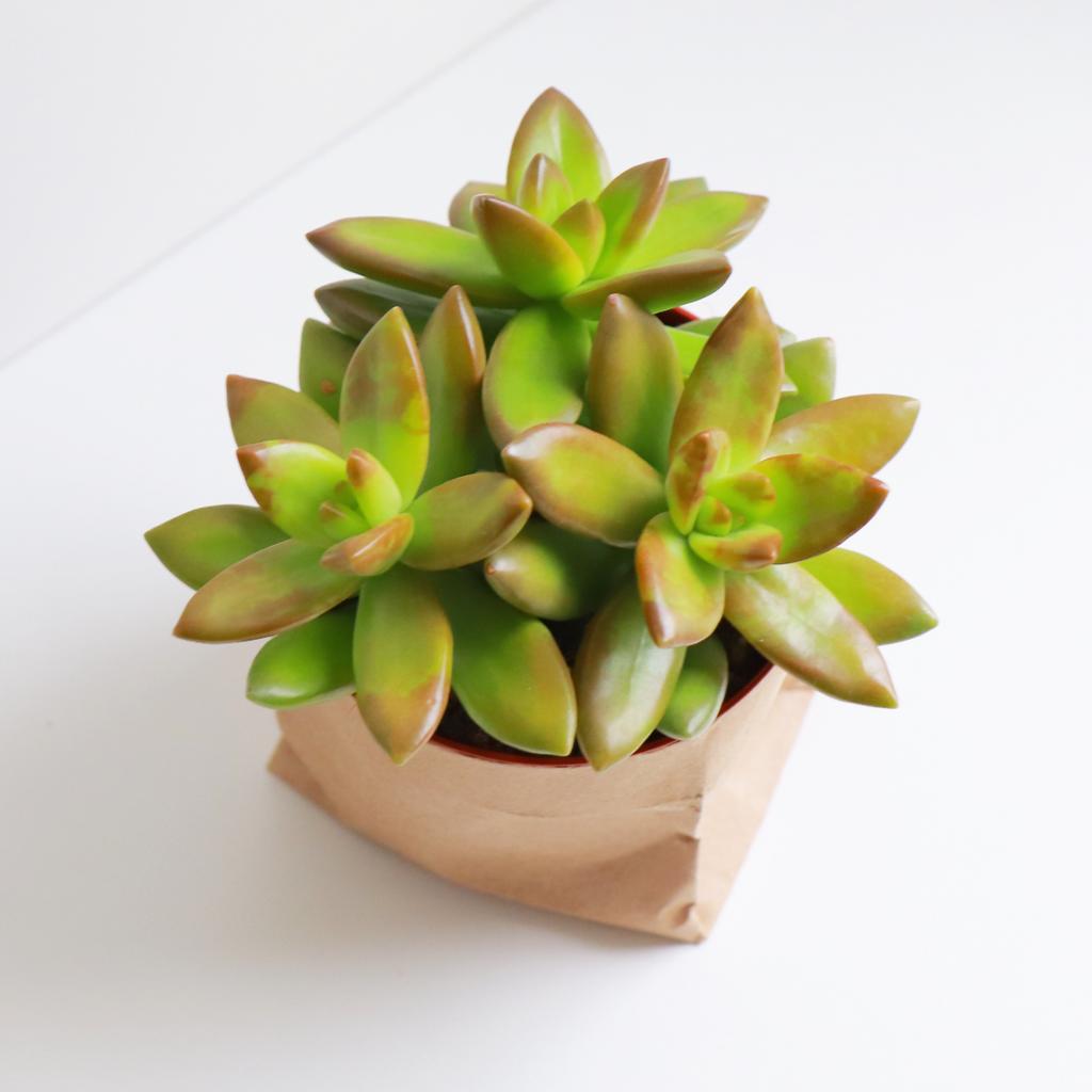 Седум Нуссбаумера M