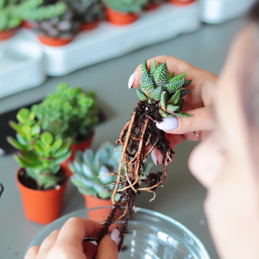 Мастер-класс по созданию флорариума (Полусфера M)