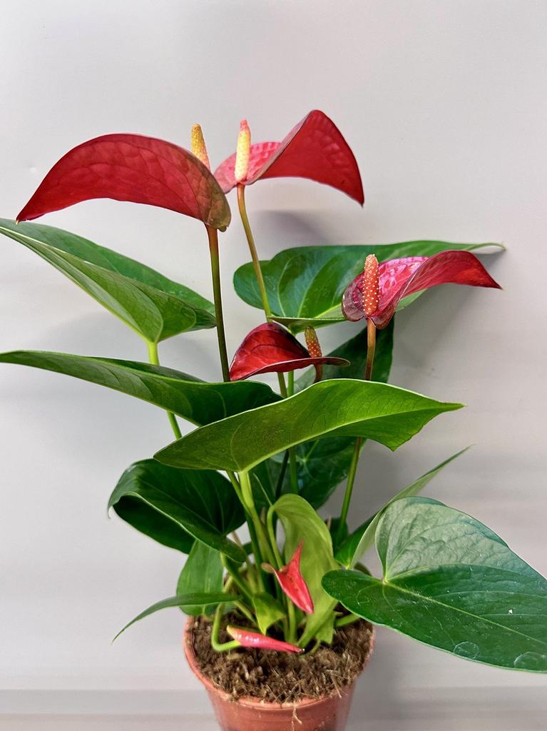 Антуриум андрианум Ред Булл