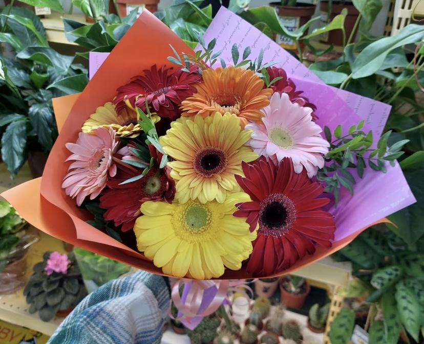 Герберы моно