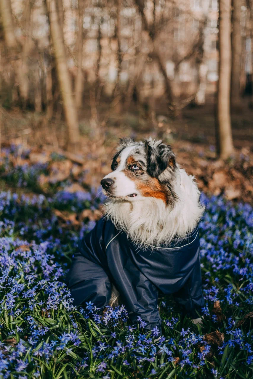 Синий комбинезон "EXPLORER"