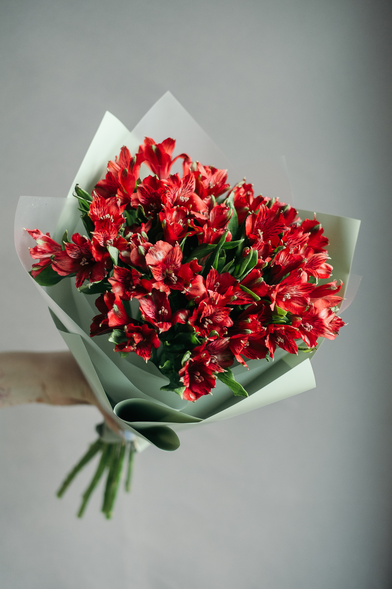 Альстромерия