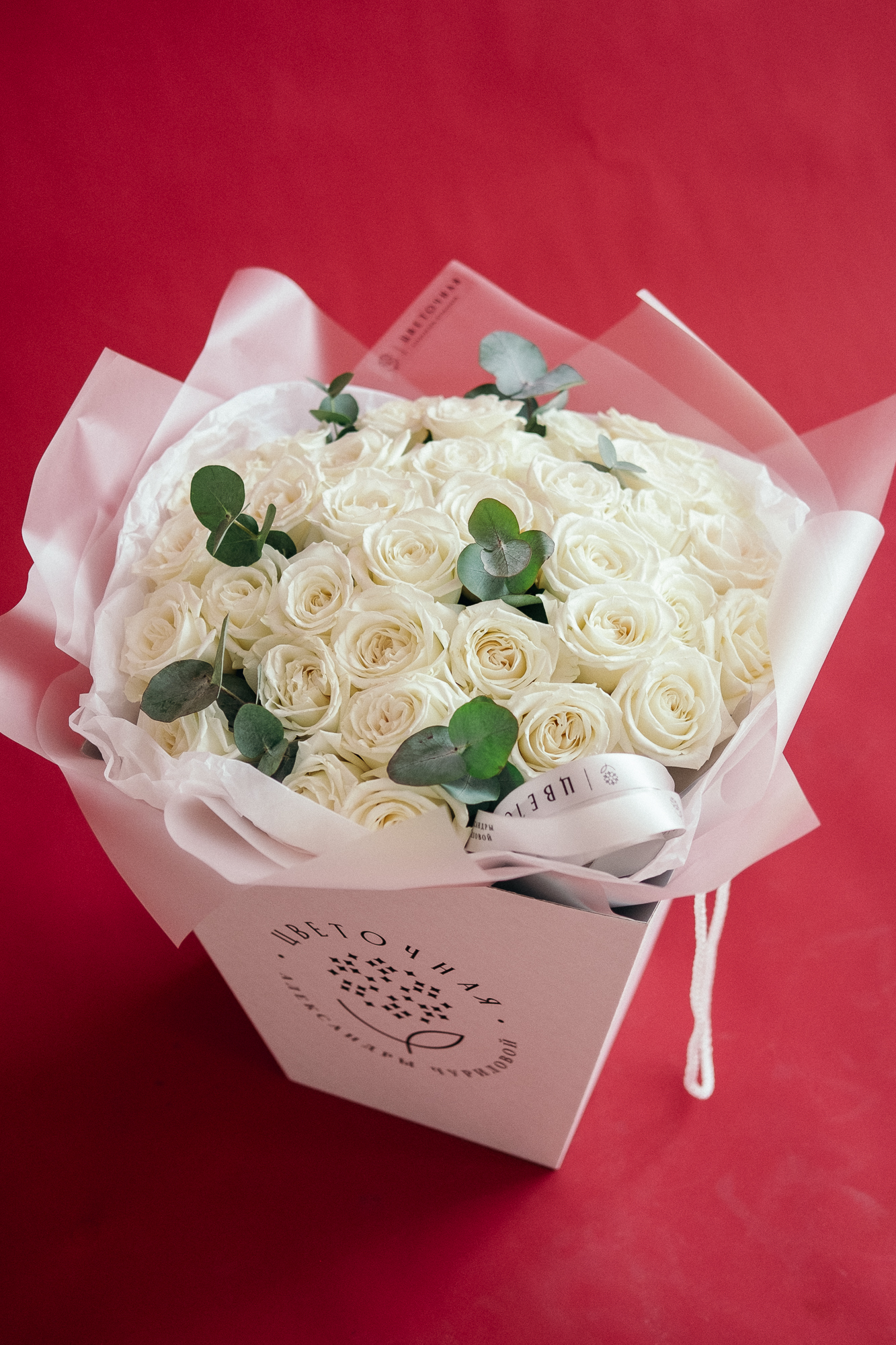 Белоснежная роза Плая Бланка