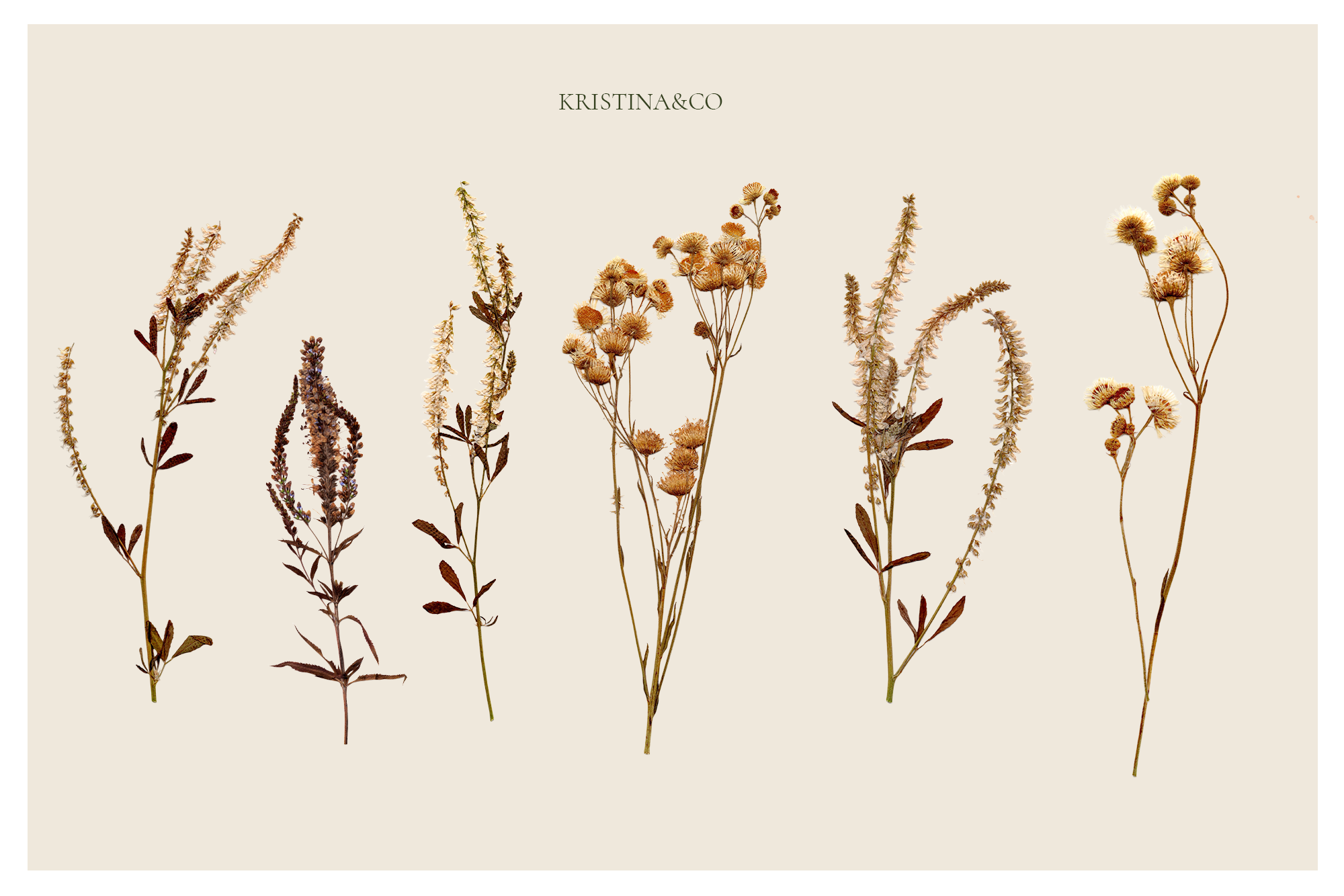 90 Herbarium Wilde Flowers