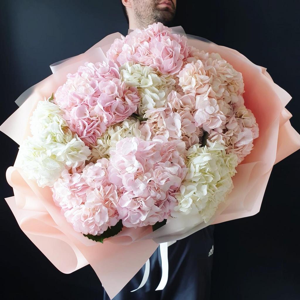 гортензии зефир