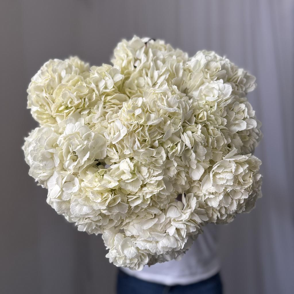 белая гортензия