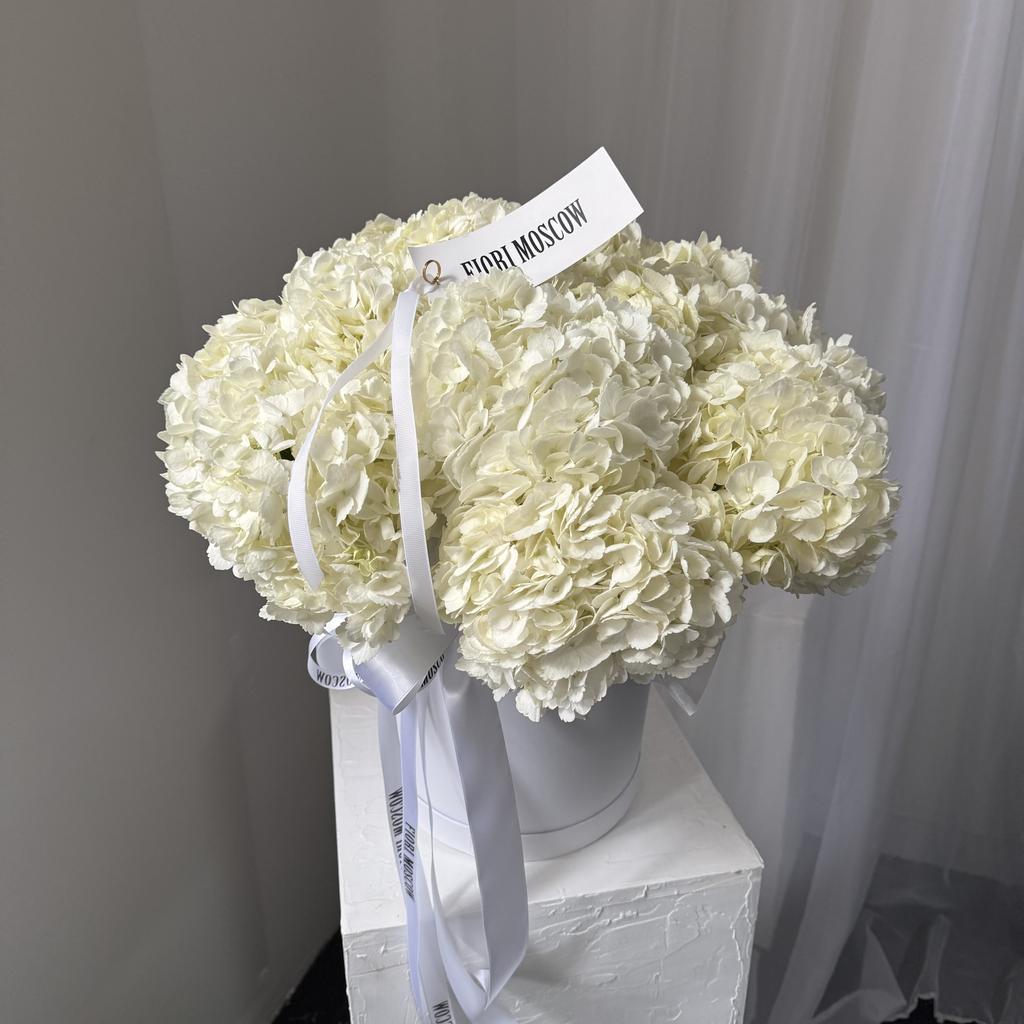 BOX гортензия