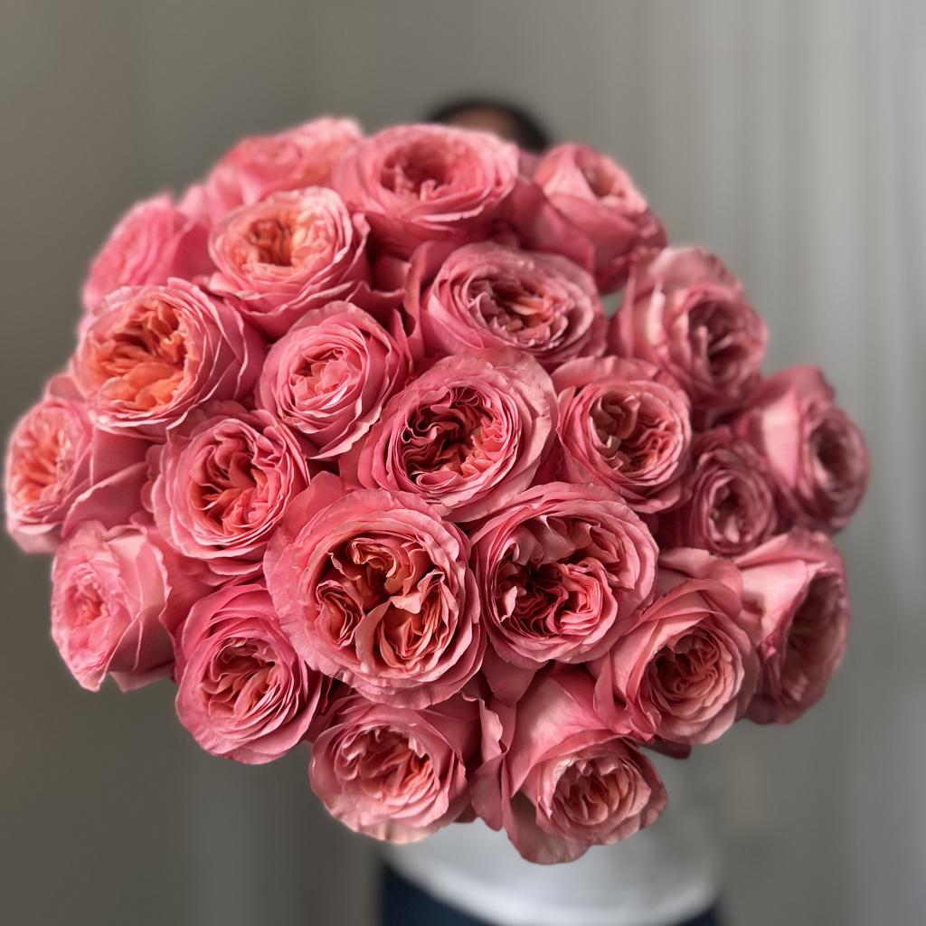 Роза пионоидная Пинк Экспрешен