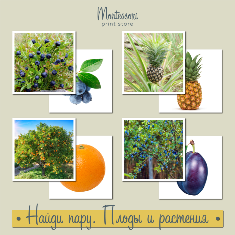 Найди пару Плоды и растения - карточки Монтессори купить, скачать