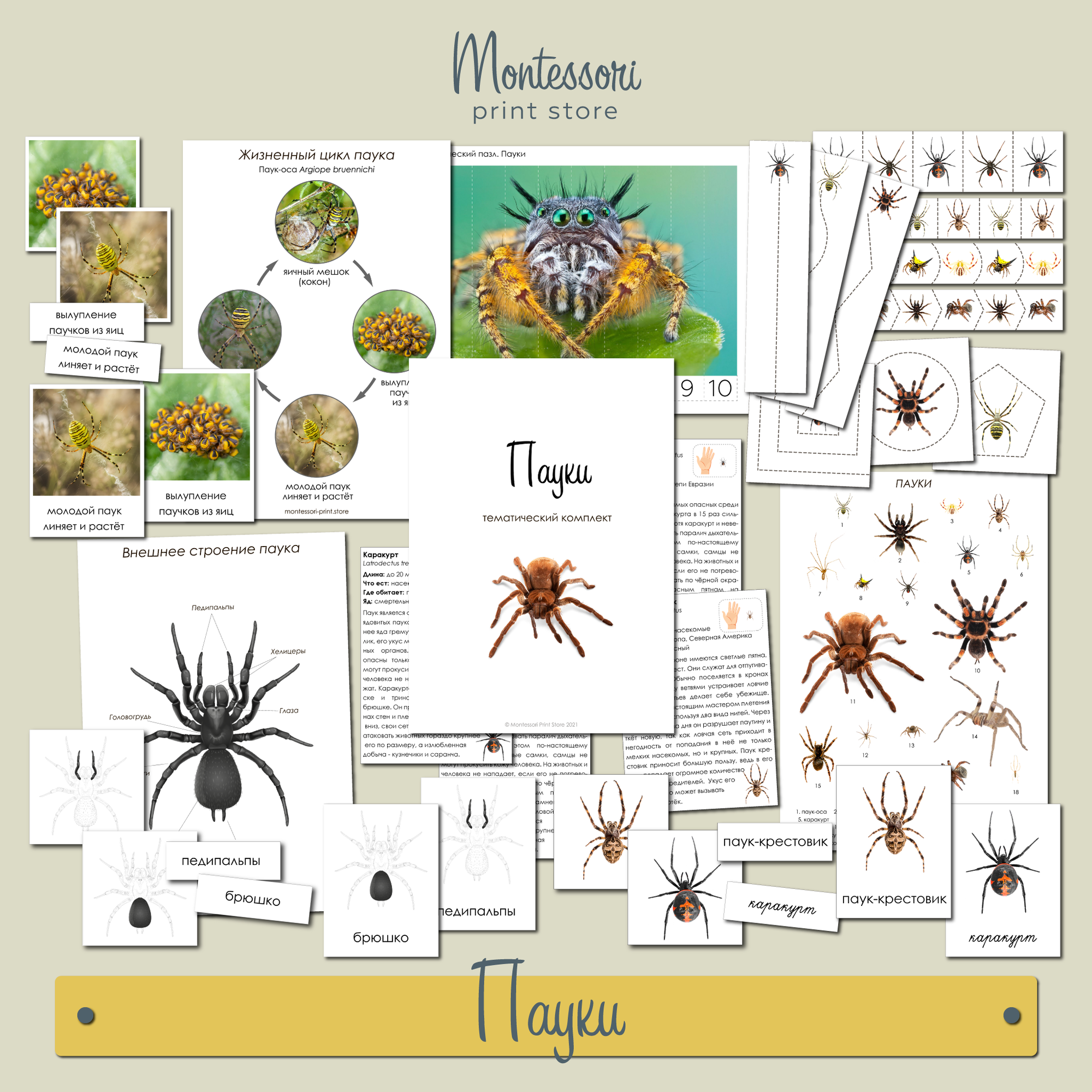 Пауки - тематически комплект Монтессори купить и скачать