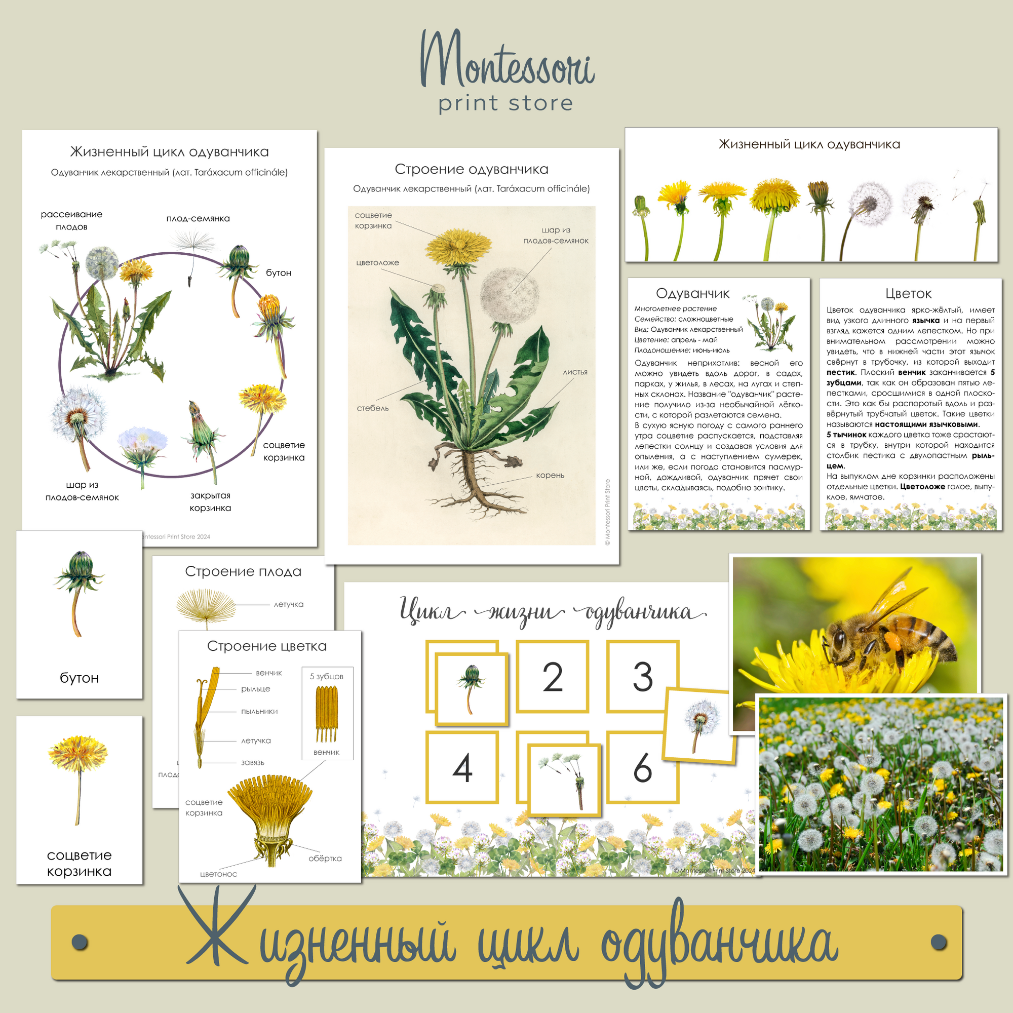 Жизненный цикл одуванчика - цикл жизни растений Монтессори купить и скачать