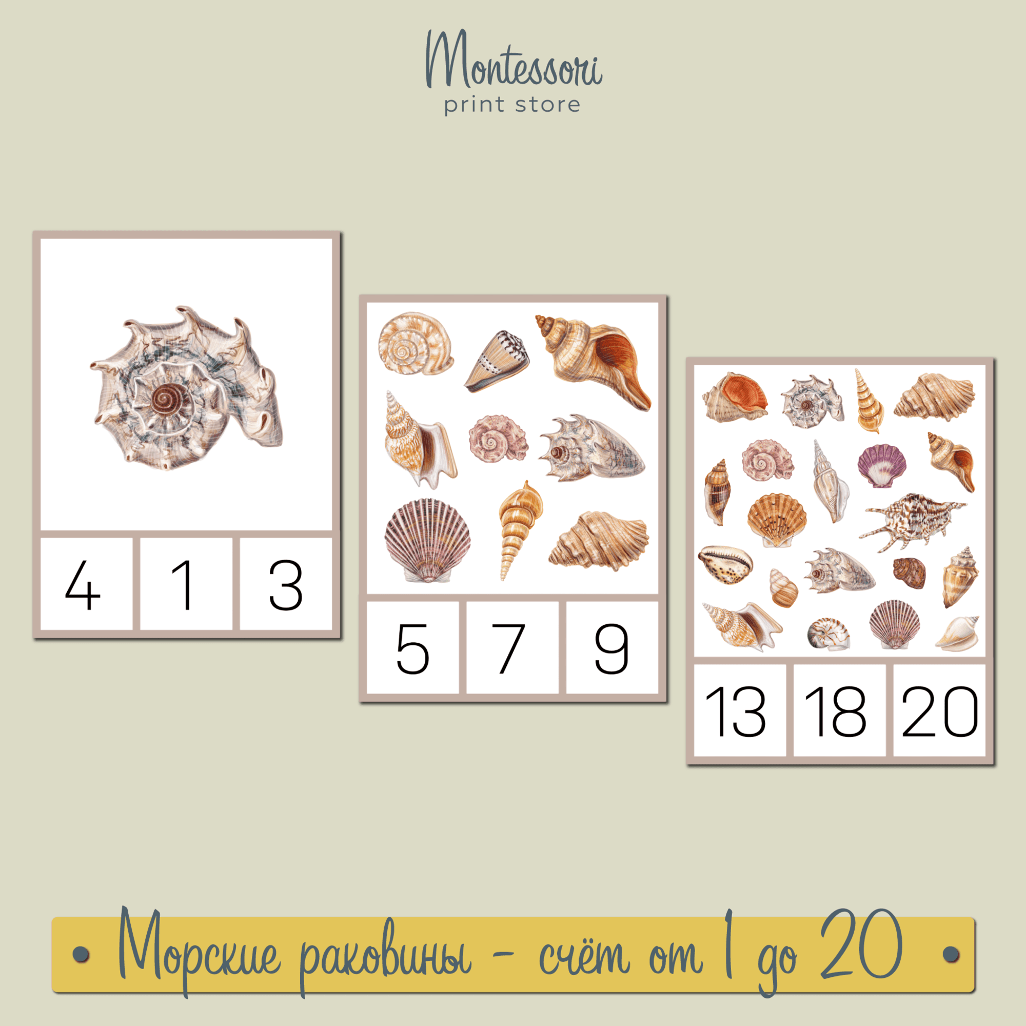 МОРСКИЕ РАКОВИНЫ - СЧЁТ ОТ 1 ДО 20