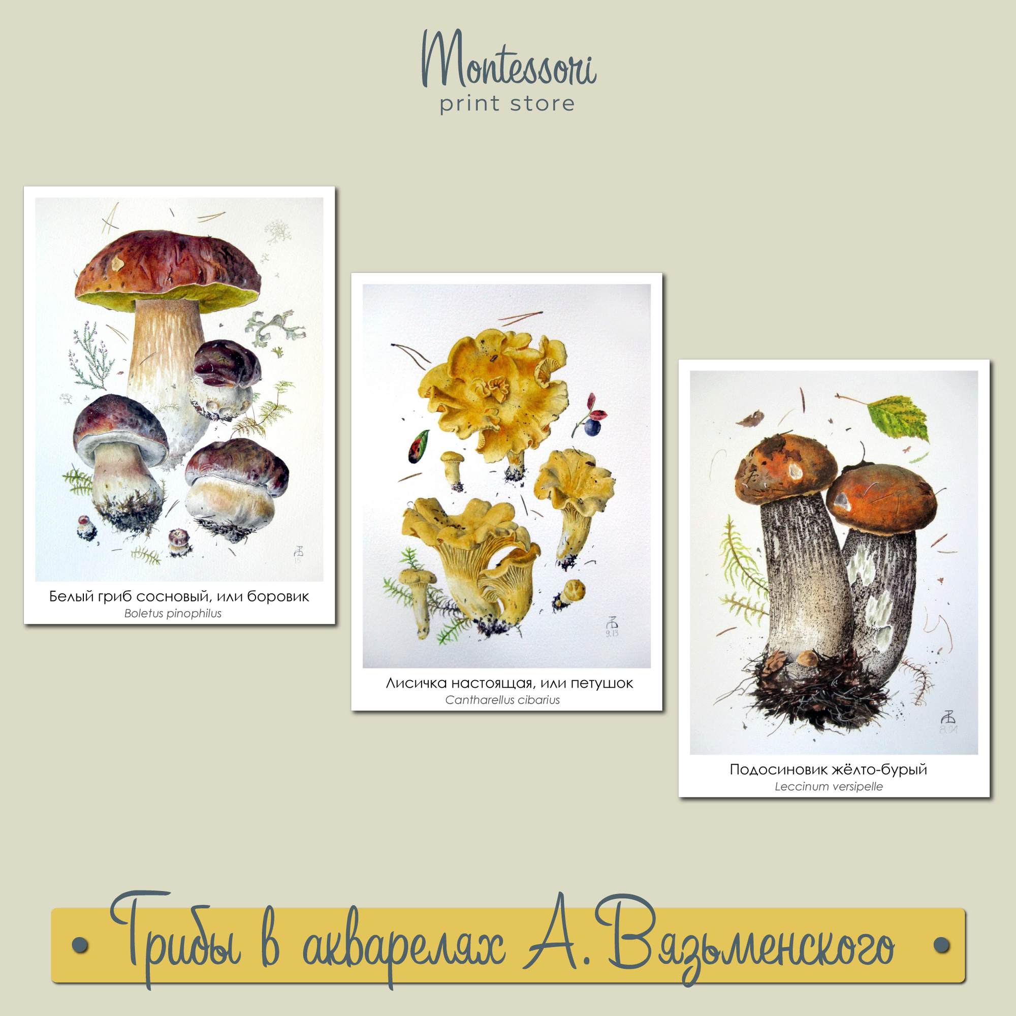 Грибы в акварелях Александра Вязьменского скачать