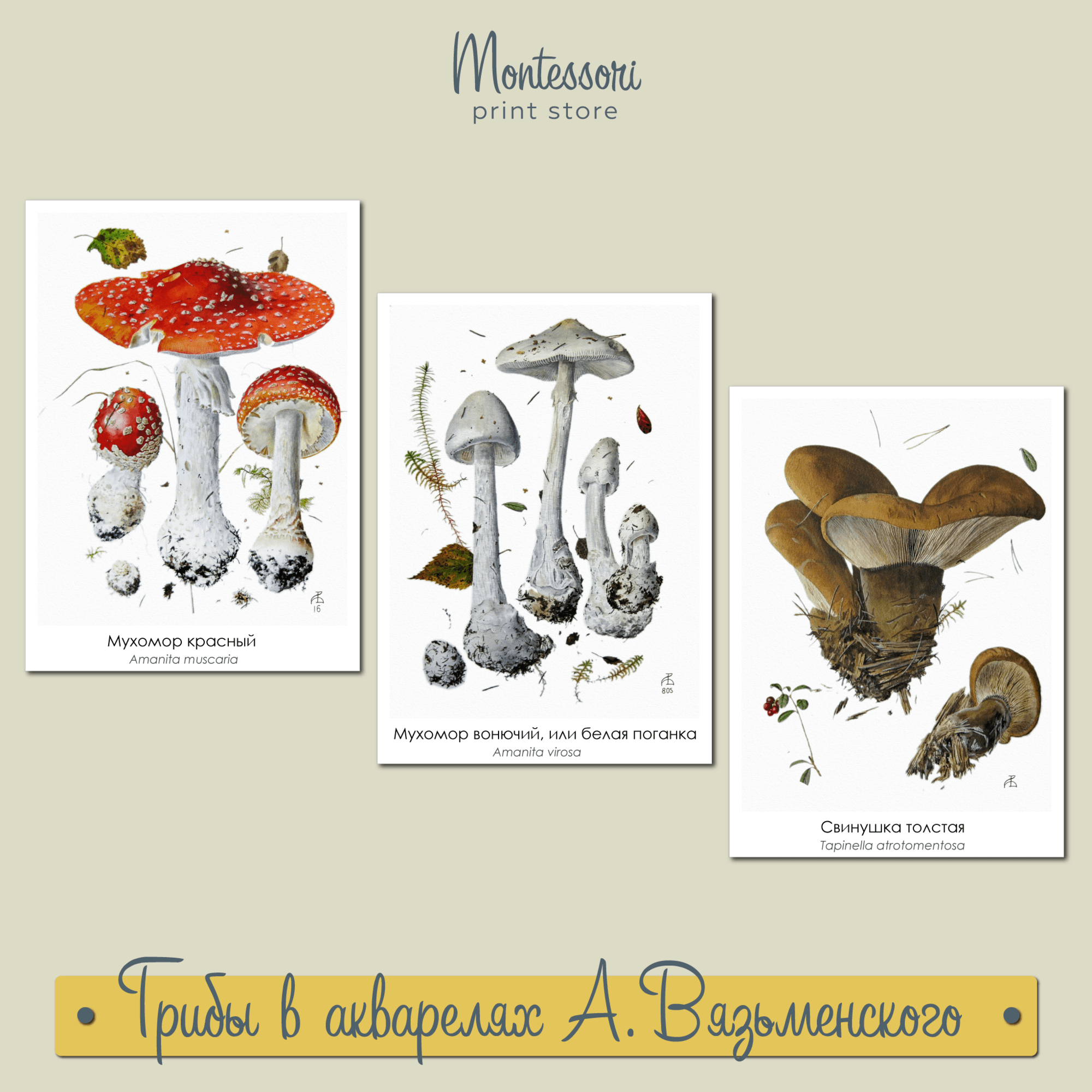Грибы в акварелях Александра Вязьменского скачать