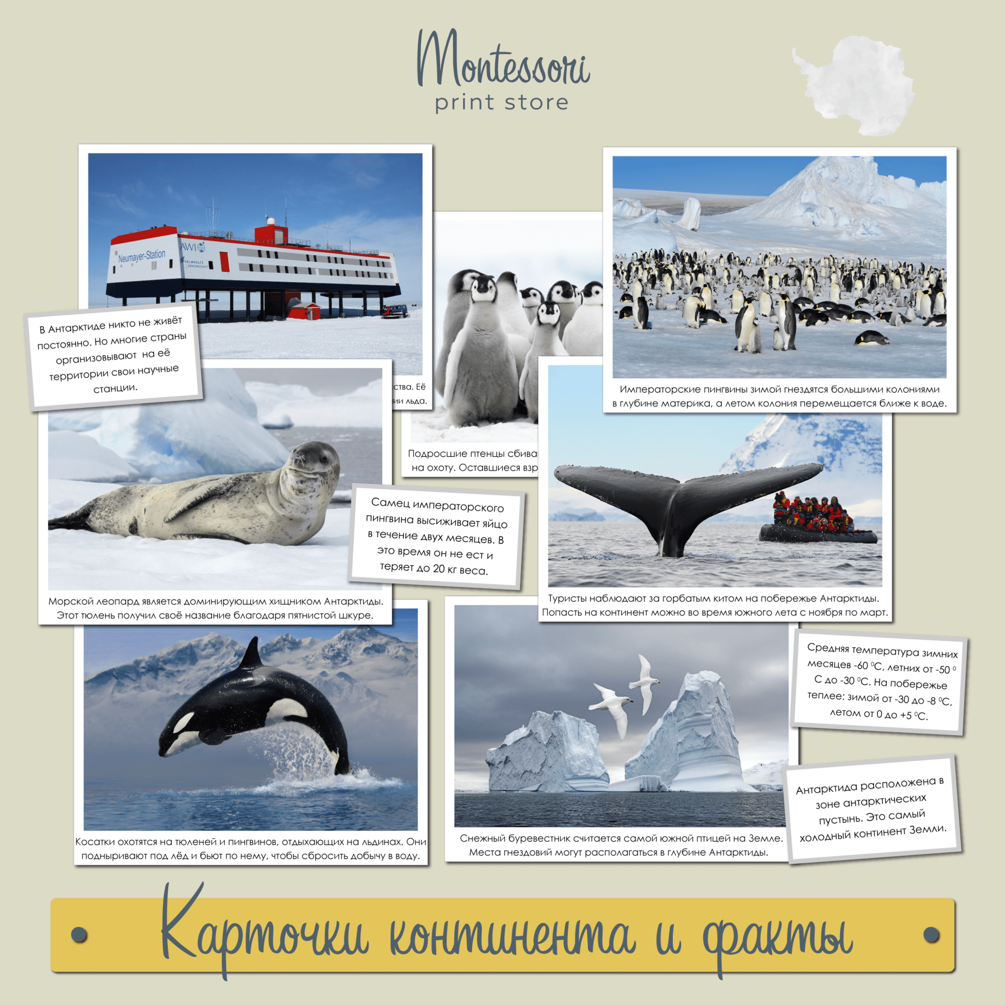 Карточки континенты и факты Антарктида - Монтессори география купить и скачать