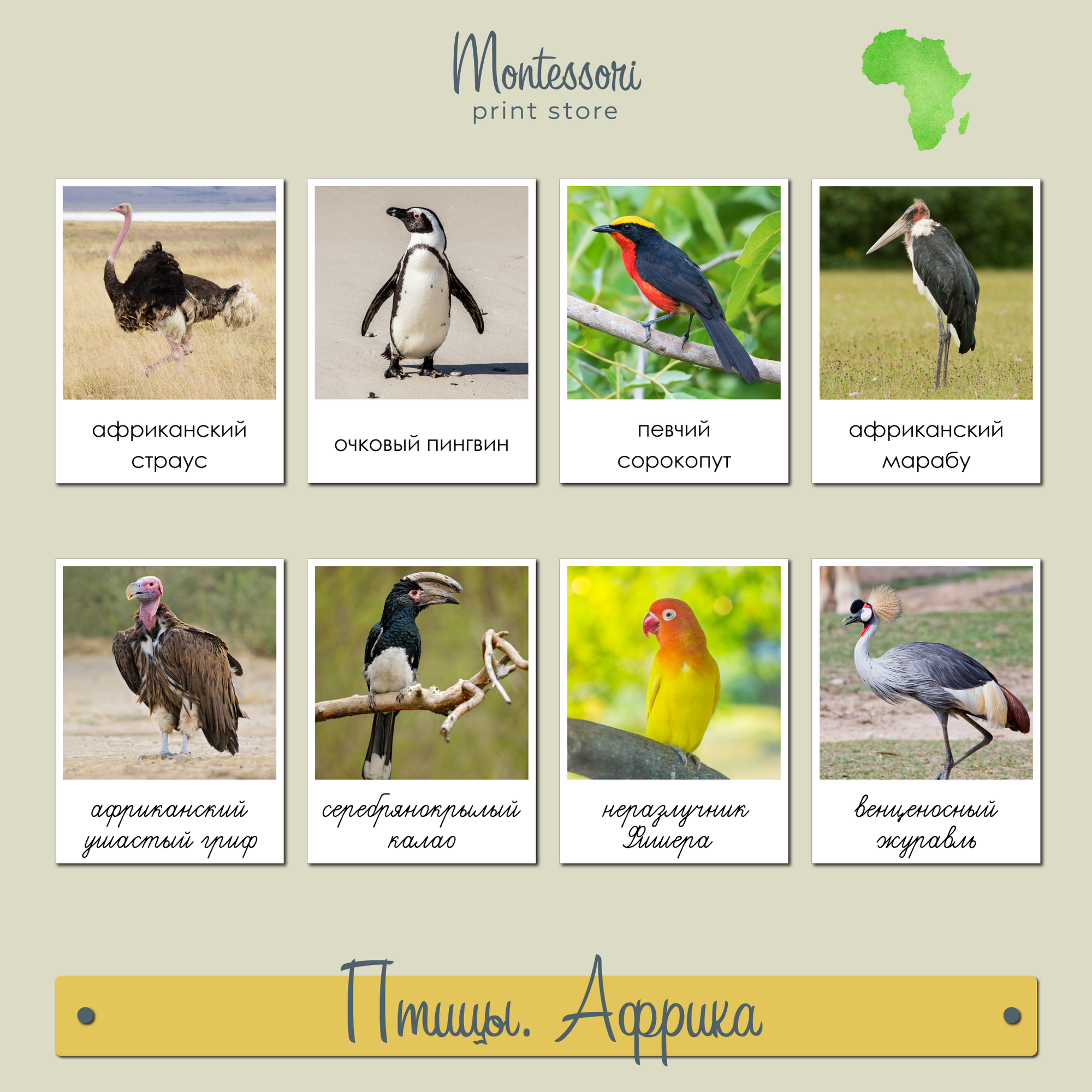 Птицы Африки - карточки Монтессори география купить и скачать