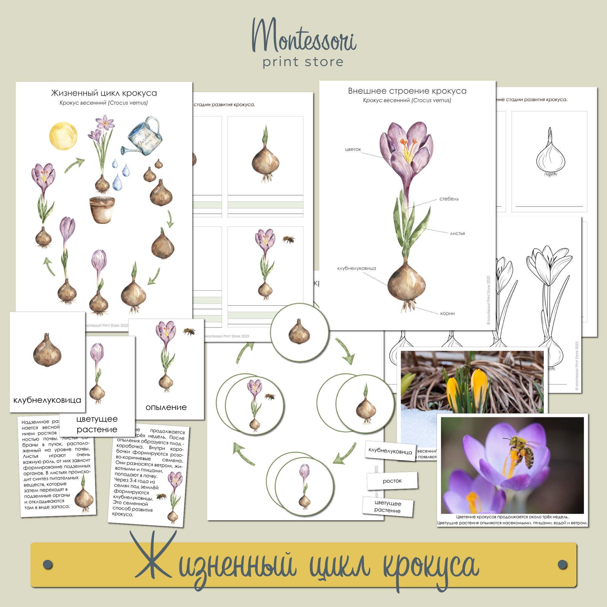 Жизненный цикл крокуса - карточки Монтессори купить и скачать