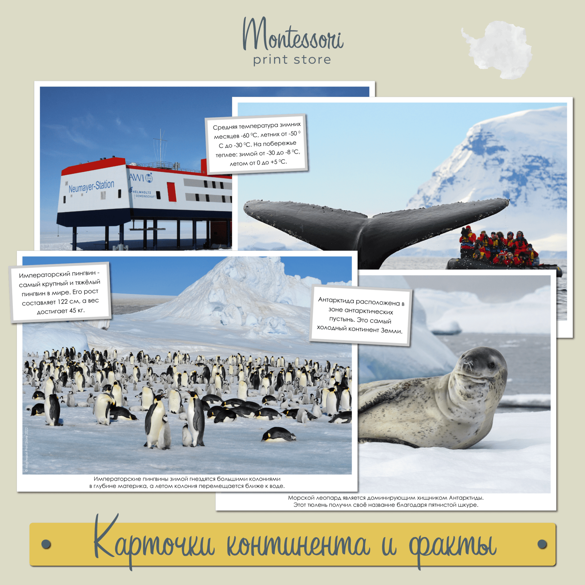 Карточки континента и факты Антарктида - География Монтессори купить и скачать