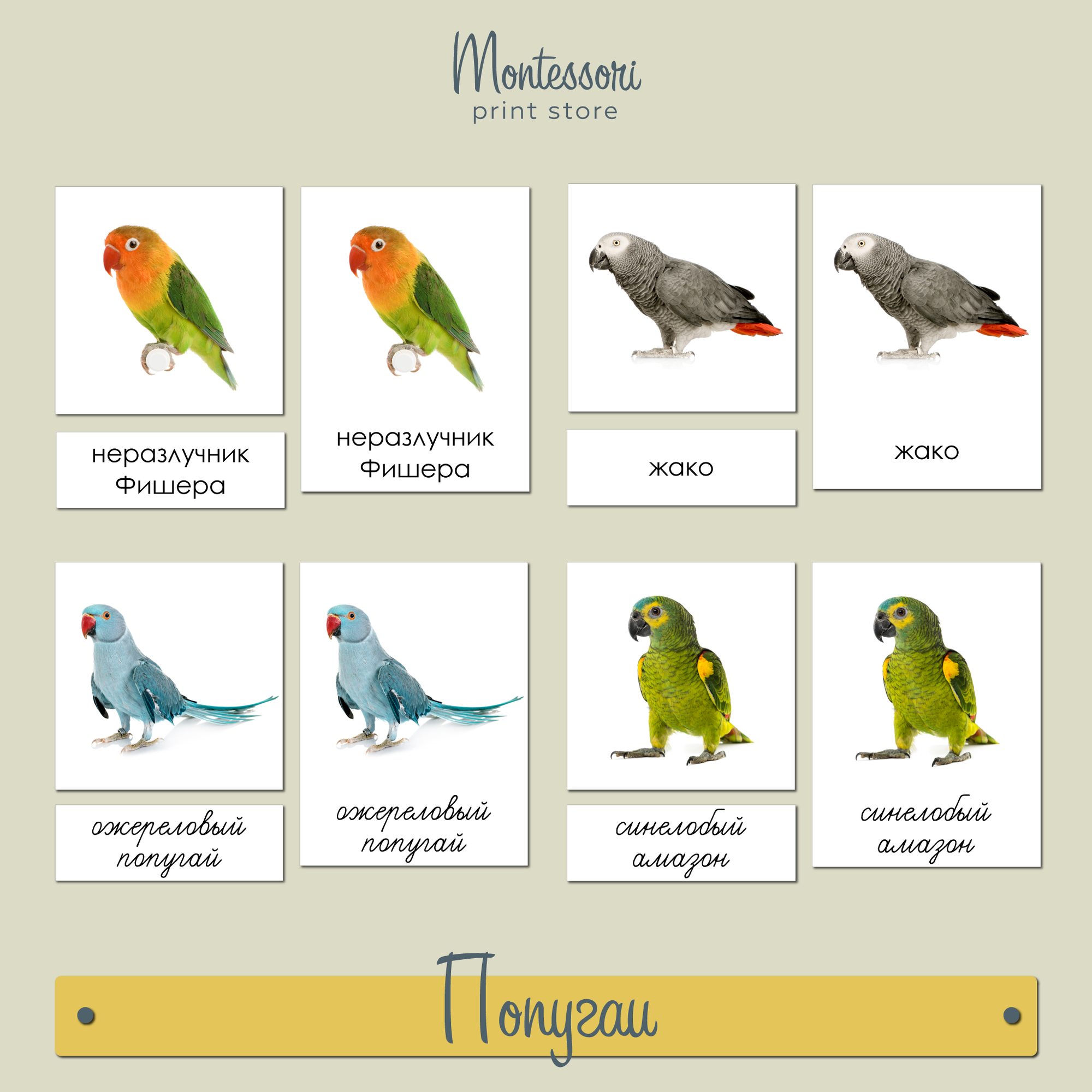 Чтение с классификацией Попугаи - карточки Монтессори купить и скачать