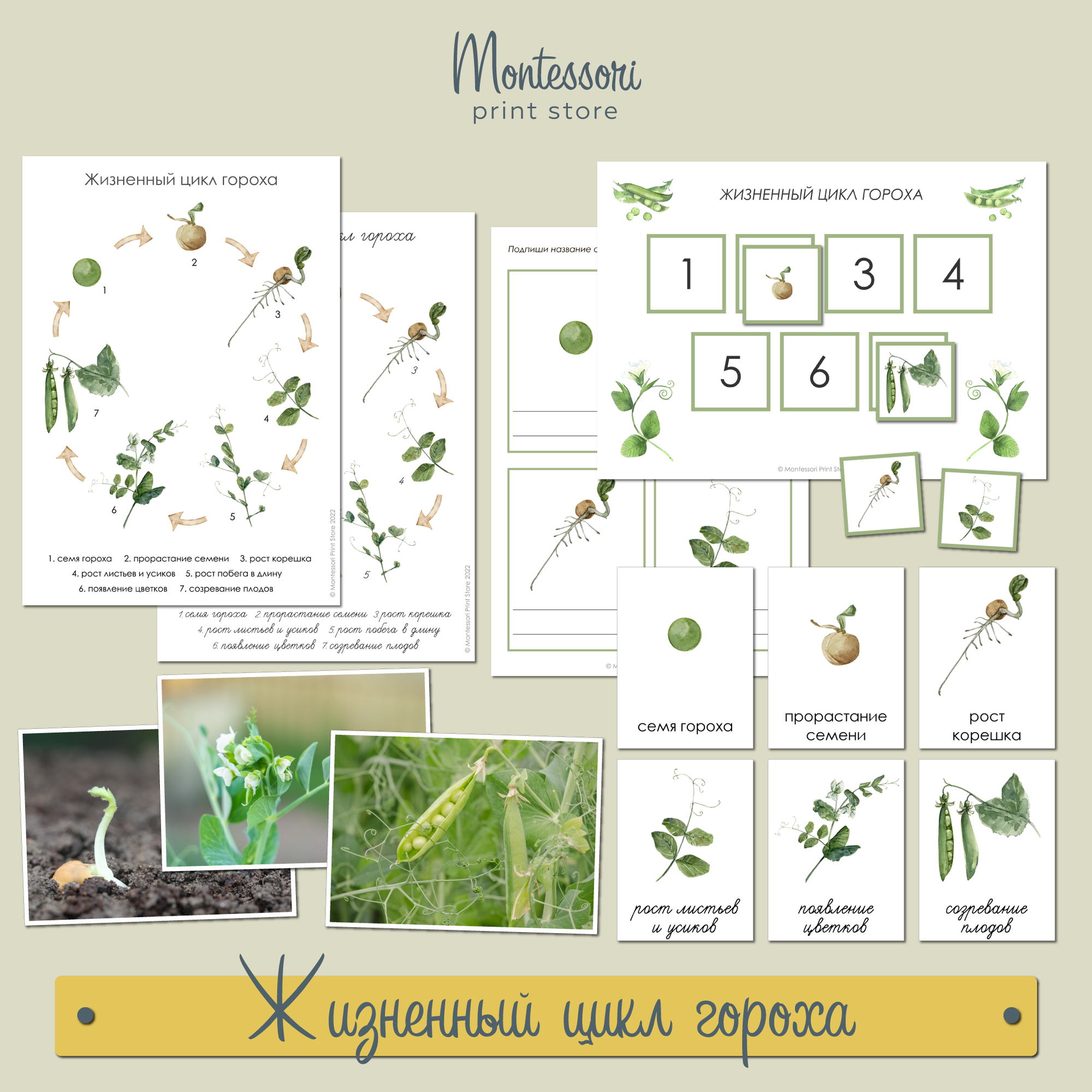 Жизненный цикл гороха - карточки Монтессори купить и скачать
