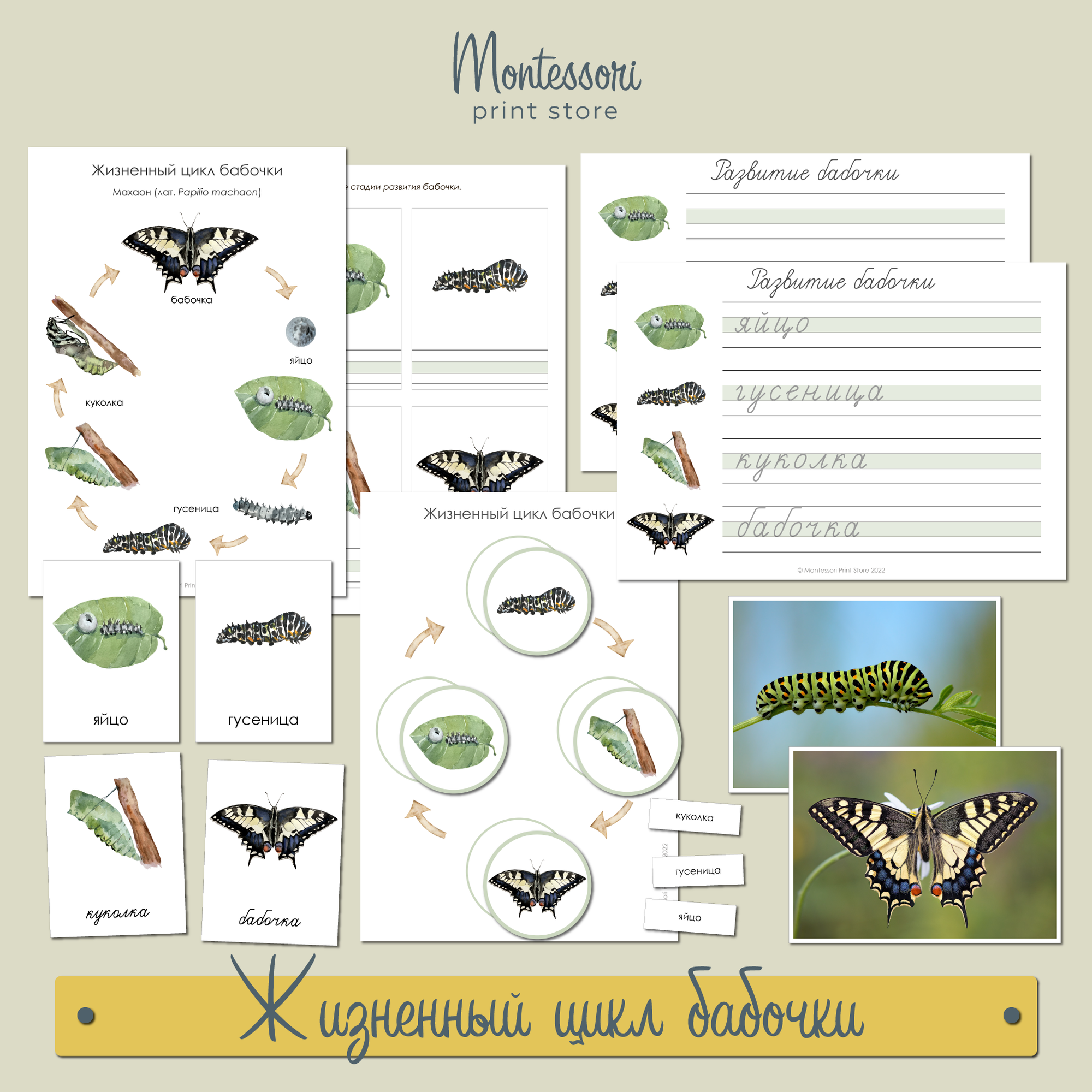 Жизненный цикл бабочки - карточки Монтессори купить и скачать