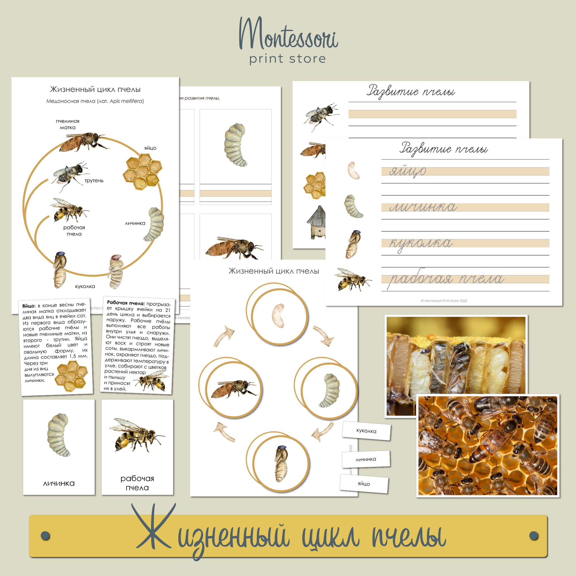 Жизненный цикл пчелы - карточки Монтессори купить и скачать