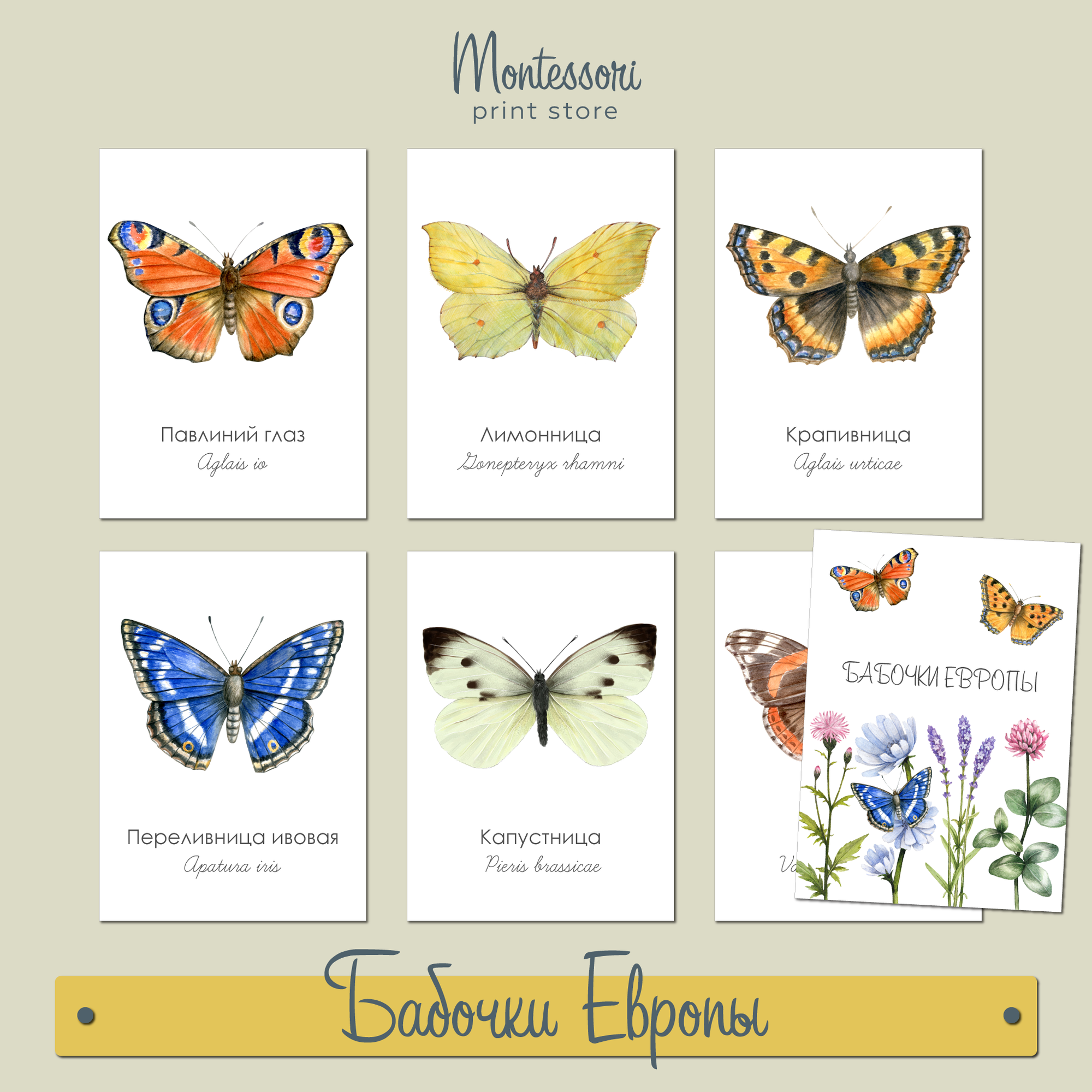 БАБОЧКИ ЕВРОПЫ - ДЕМОНСТРАЦИОННЫЕ КАРТОЧКИ 18Х13 СМ