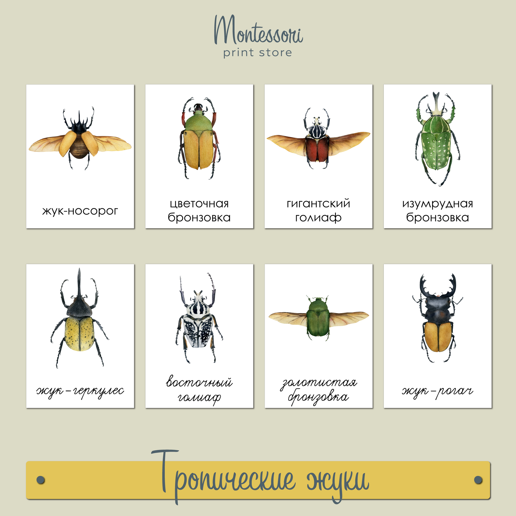 Чтение с классификацией Тропические жуки - карточки Монтессори купить и скачать